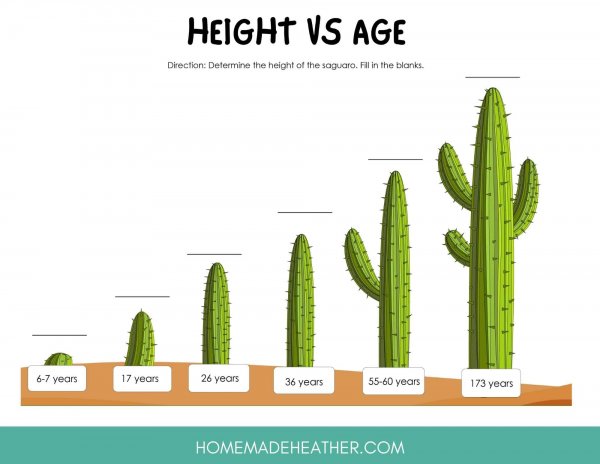 Cactus Height vs Age