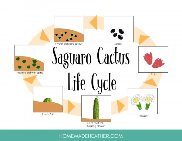 mothers day activity printables Cactus Life Cycle Printable