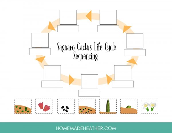 mothers day activity printables Cactus Lifecycle Printable