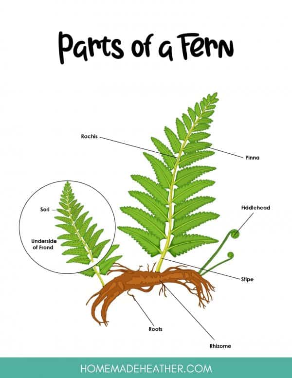 Parts of a Fern Printable