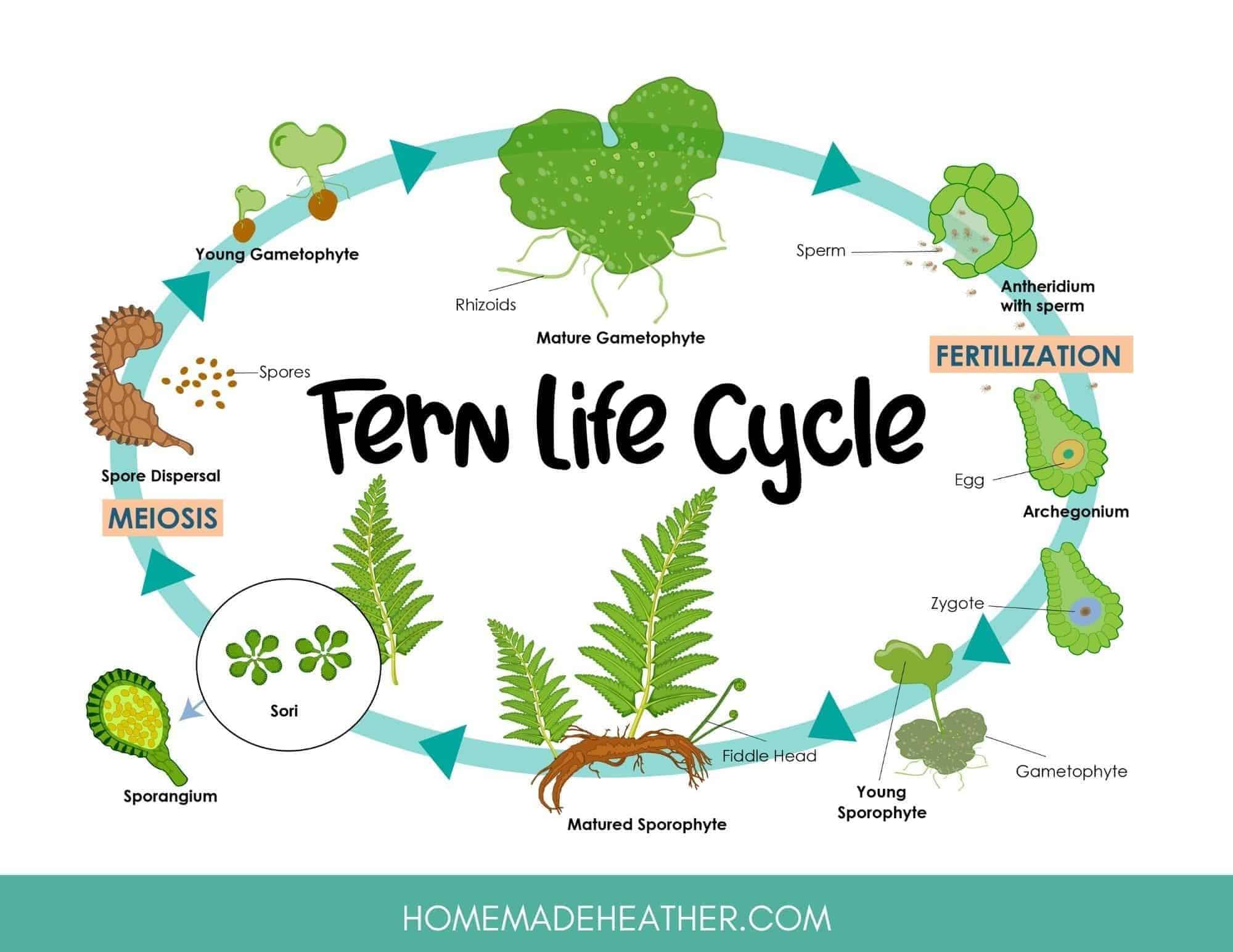 Fern Life Cycle Printable