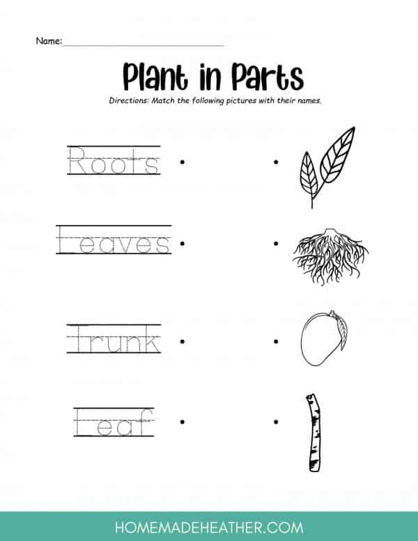 Tree parts word trace printable.