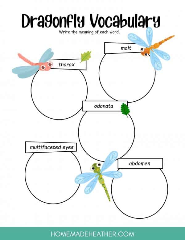 Dragonfly Vocabulary Printable