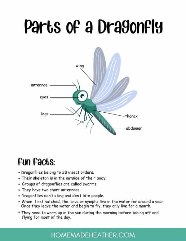 Free Dragonfly Printables