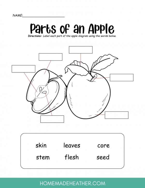 Parts of an Apple Printable