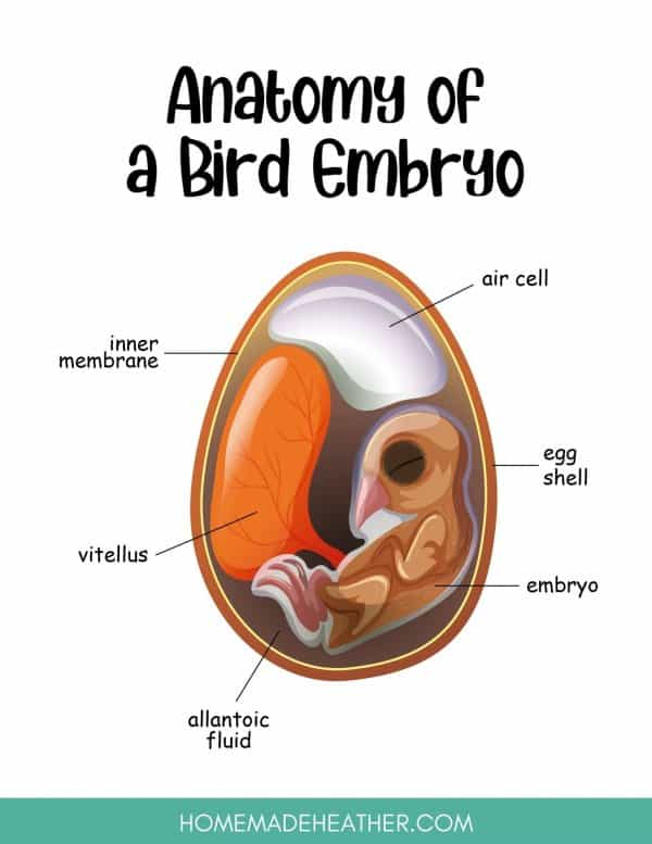 Anatomy of a bird embryo worksheet.