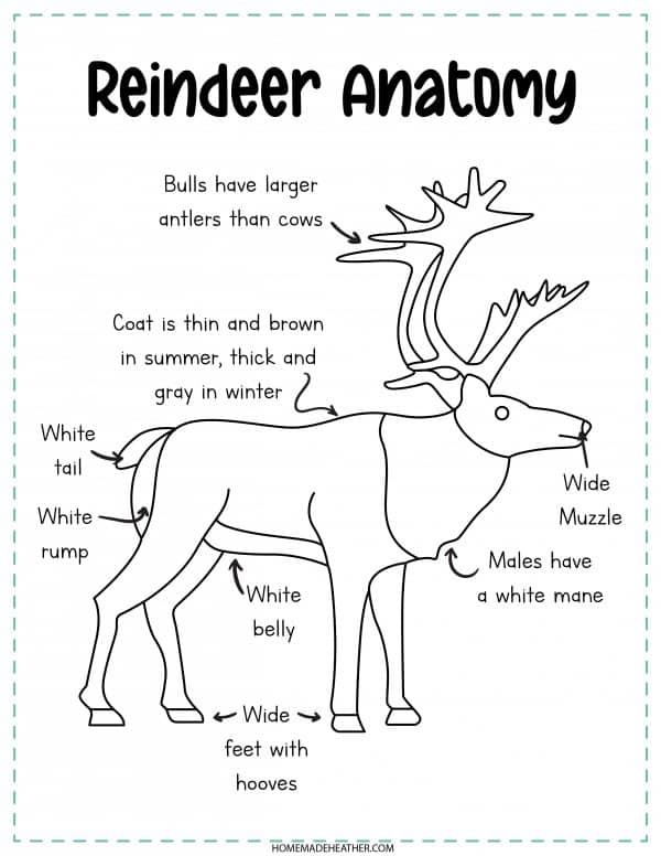 Reindeer Anatomy Printable in black and white.