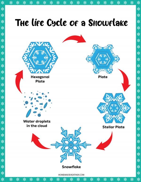 Snowflake Circle of Life