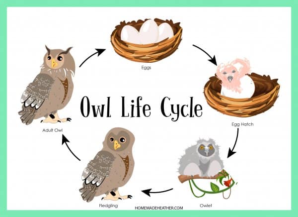 Owl Life Cycle Printable