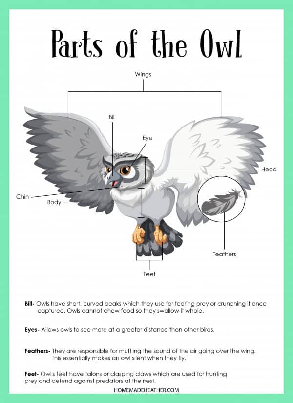 Parts of an Owl Printable