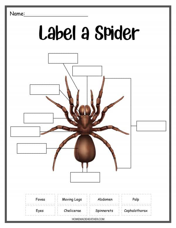 Spider work sheet