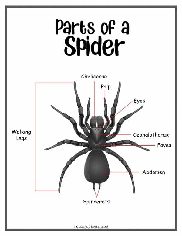 Parts of a Spider Printable
