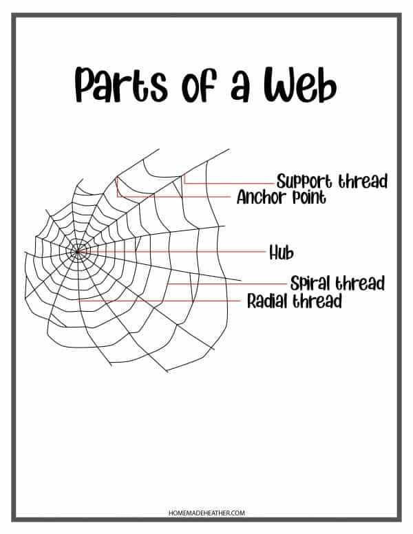 Spider Web Printable