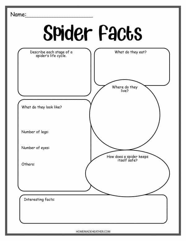 Spider Facts Printable