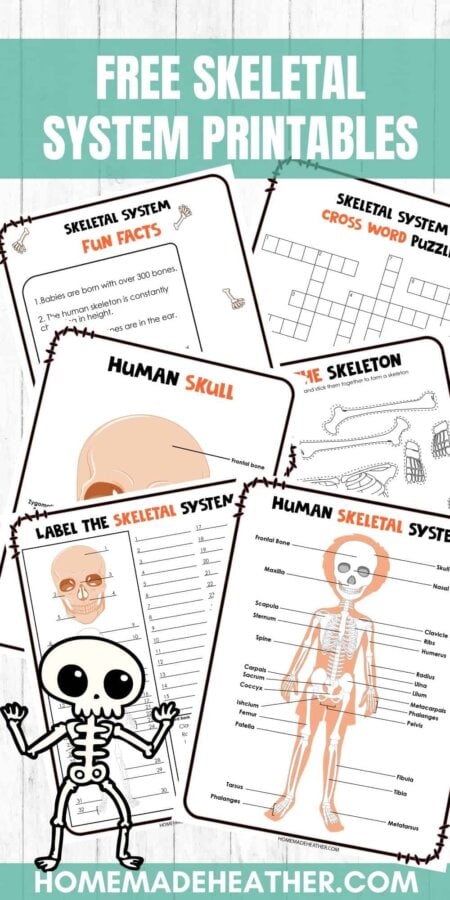 Free Skeletal System Printables