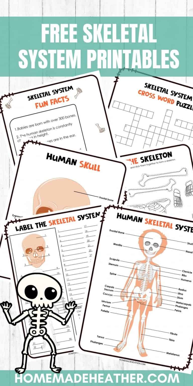 Free Skeletal System Printable Work Sheets