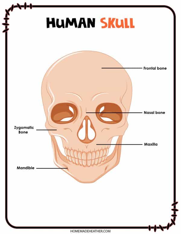 Free Human Skull Printable