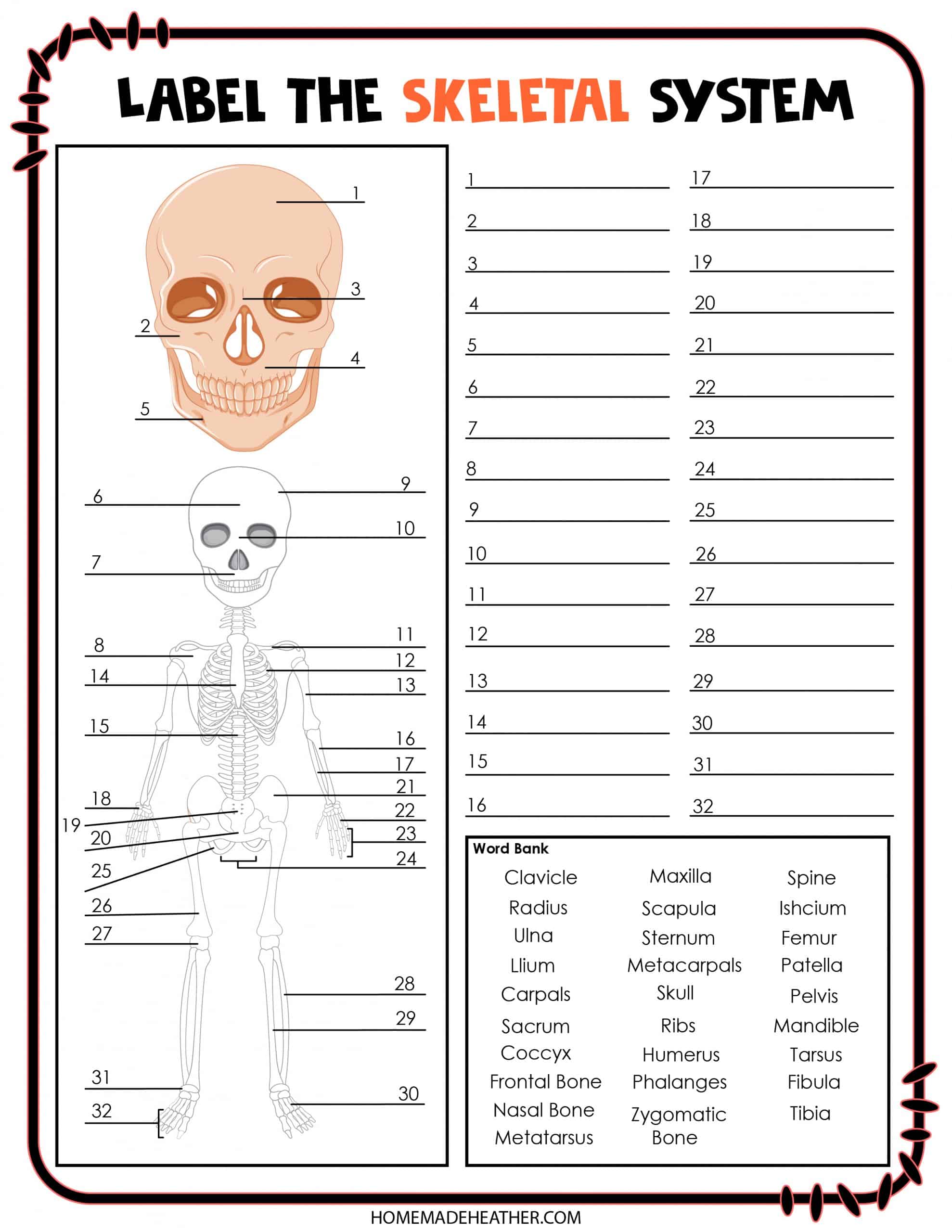 Free Skeletal System Printable Work Sheets » Homemade Heather