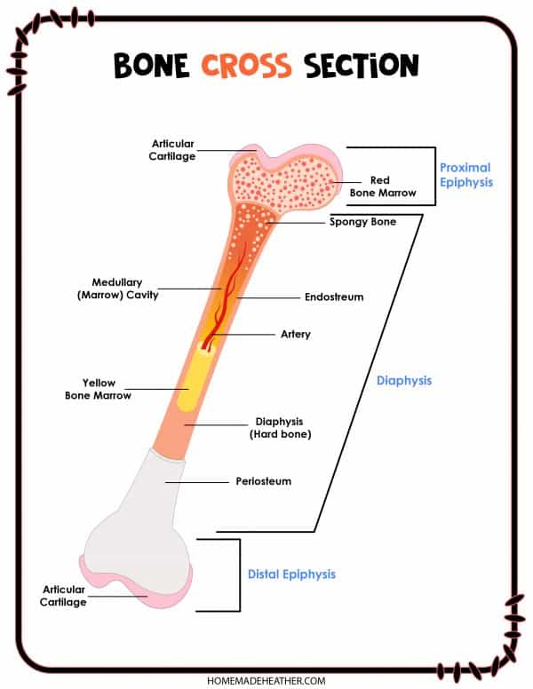 mothers day activity printables A labeled bone cross section skeletal system free printable.