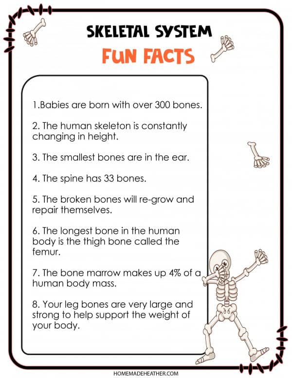 Free Skeletal System Facts Printable