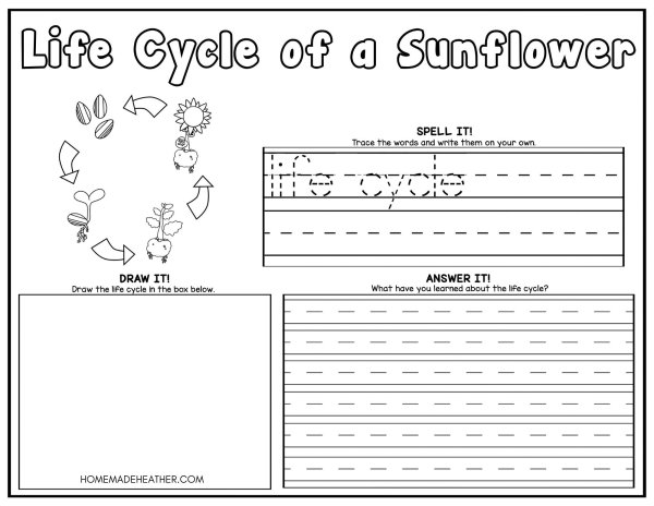 Sunflower Life Cycle Coloring Pages