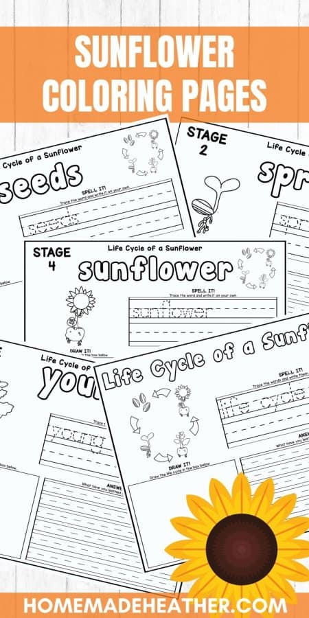 Sunflower Life Cycle Coloring Pages