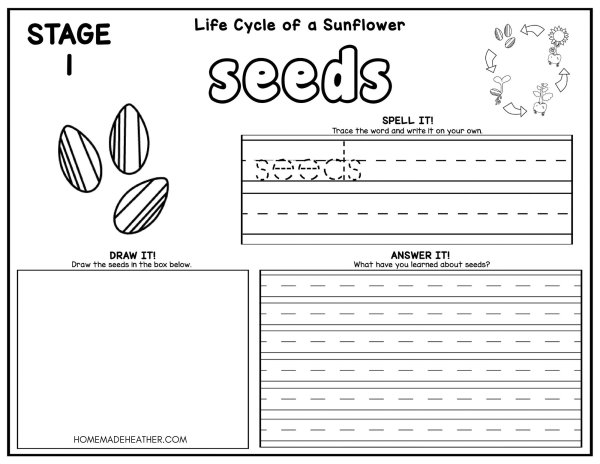 Sunflower Life Cycle Coloring Pages