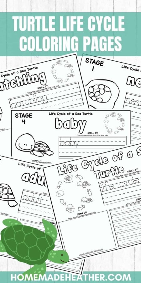 Turtle Life Cycle Coloring Pages