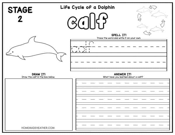 Dolphin Life Cycle Coloring Pages
