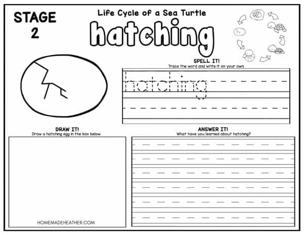 Turtle Life Cycle Coloring Pages