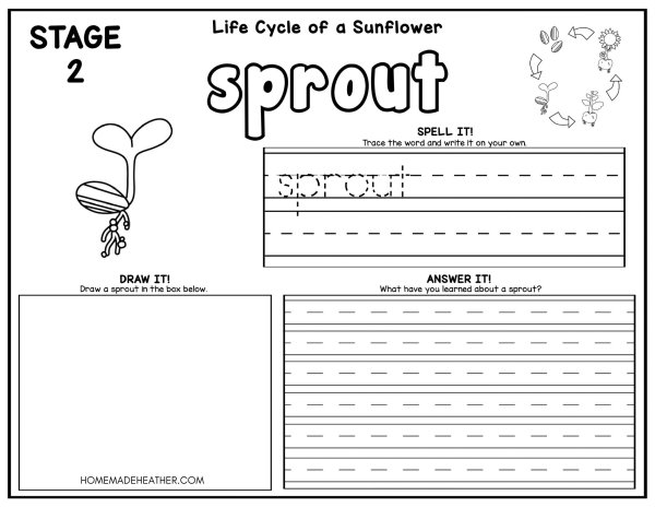 Sunflower Life Cycle Coloring Pages