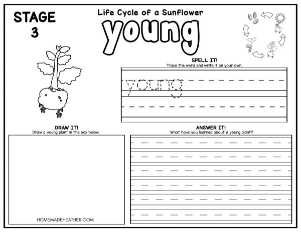 Sunflower Life Cycle Coloring Pages