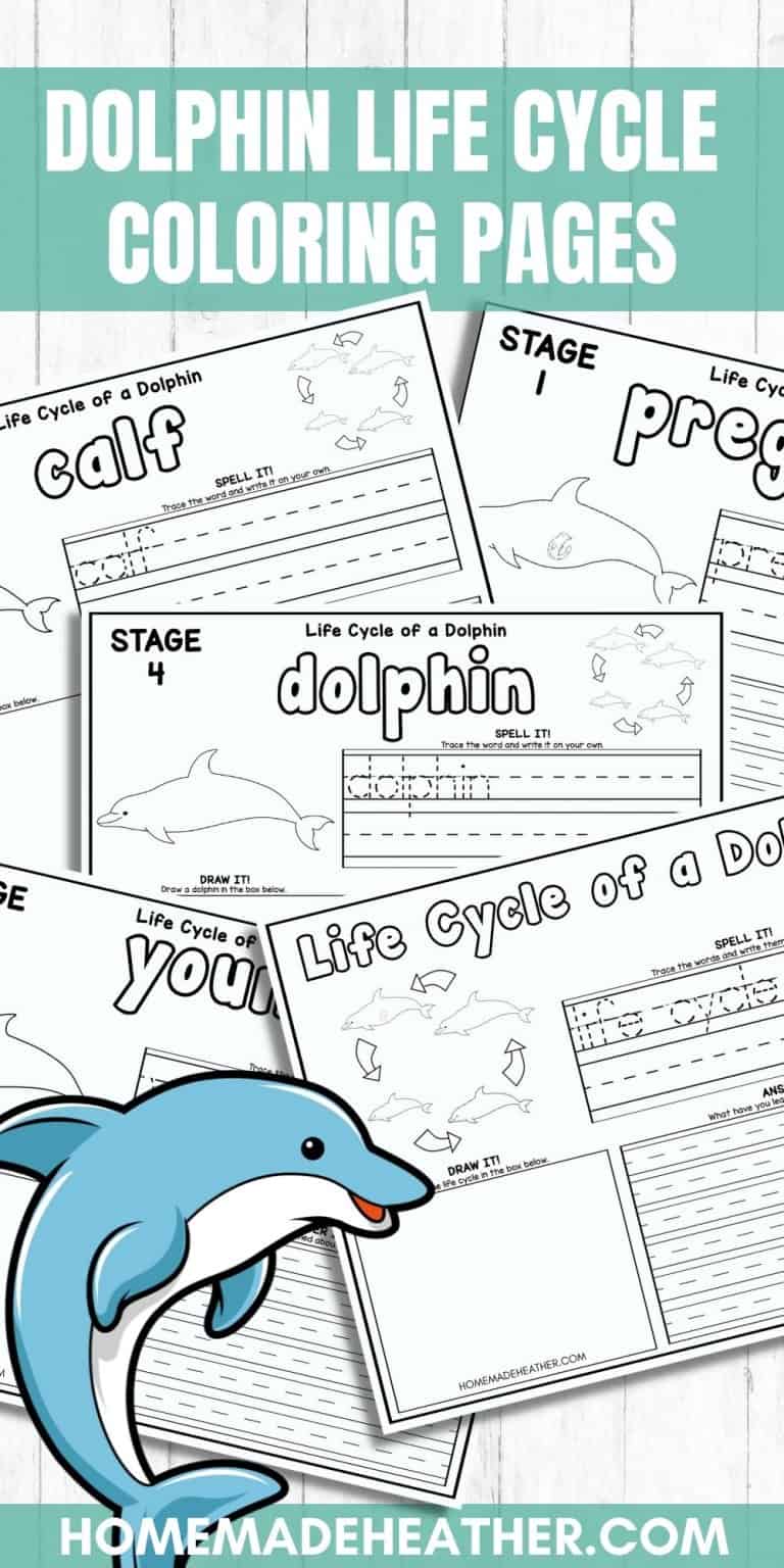 Dolphin Life Cycle Coloring Pages