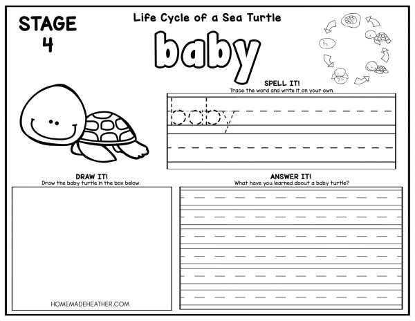 Turtle Life Cycle Coloring Pages