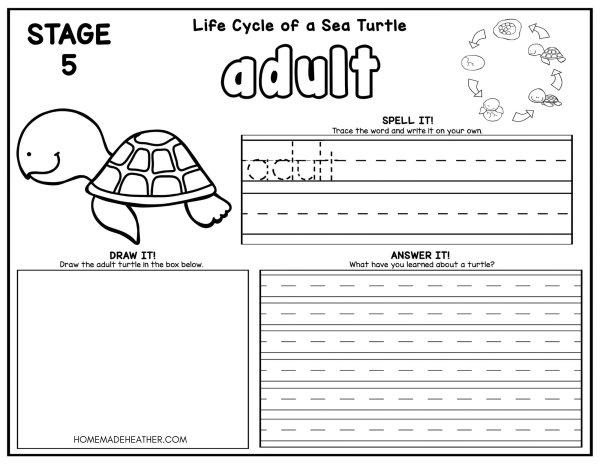 Turtle Life Cycle Coloring Pages