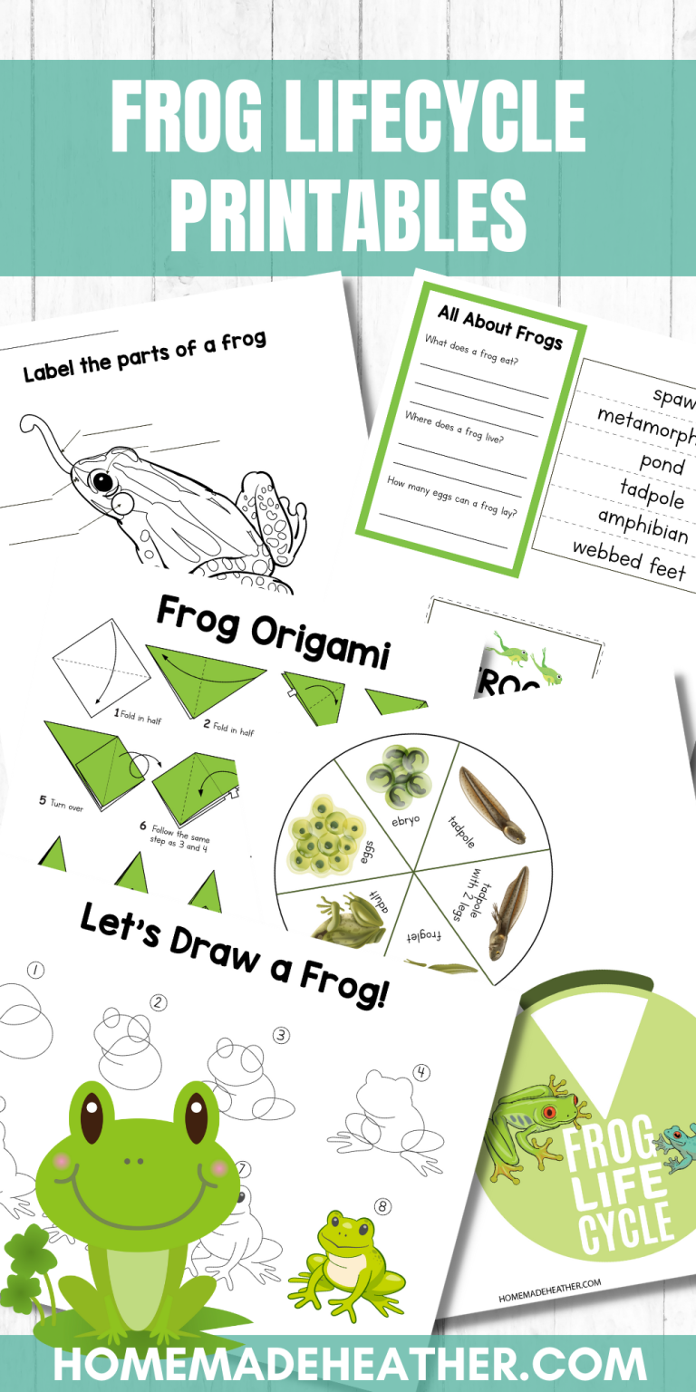 Frog Life Cycle Activity Printables