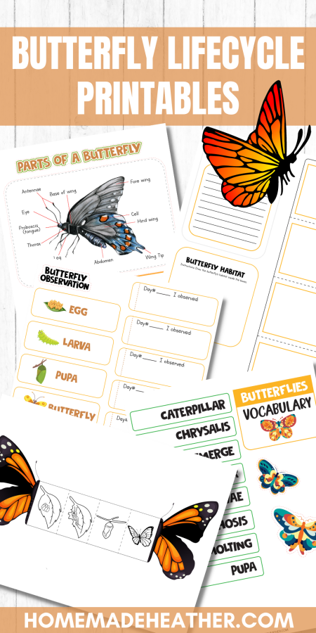 Butterfly Lifecycle Printables