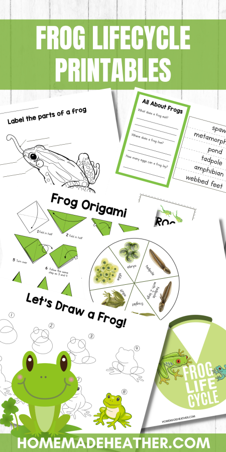Frog Lifecycle Printables
