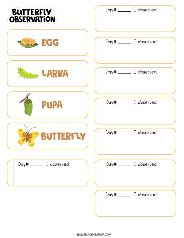 Butterfly Lifecycle Printables