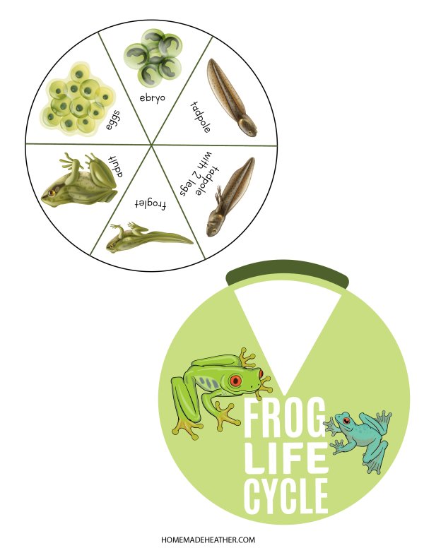 Frog Life Cycle Printable