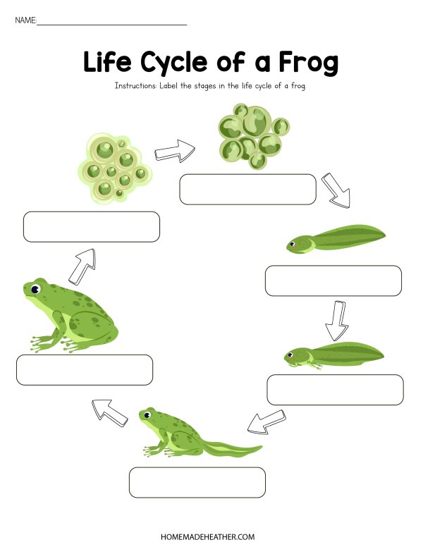 Frog Life Cycle Printable