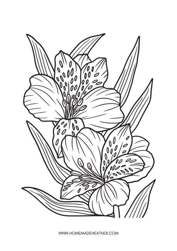 Printable lily coloring pages.