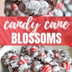 A plate of chocolate crinkle cookies topped with red and white striped candy cane kisses, resembling a delightful candy cane brownie blossom. A hand is holding one cookie in the foreground. Text reads "candy cane blossoms" with a website URL at the bottom.