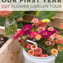 A white bucket filled with colorful zinnias sits by a raised garden bed. A glass jar with more zinnias is nearby. Text reads: Our First Year Cut Flower Garden Tour.