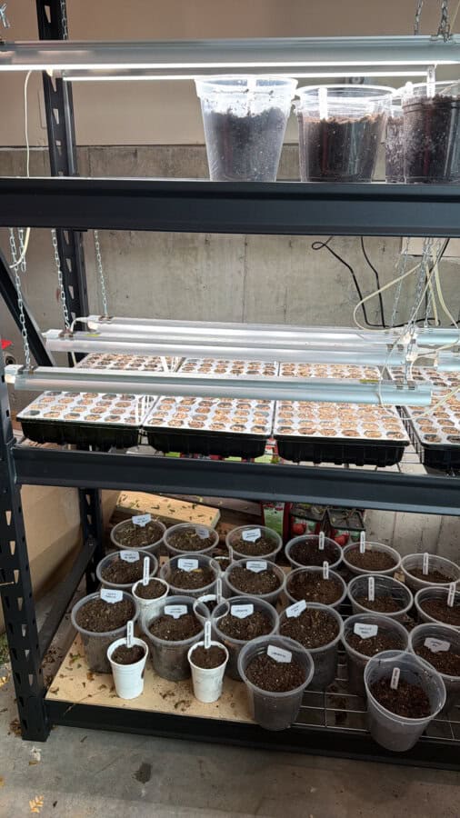A metal rack holds trays and cups of soil under LED grow lights, set up for seed starting, with various containers labeled and wires visible against a concrete wall.