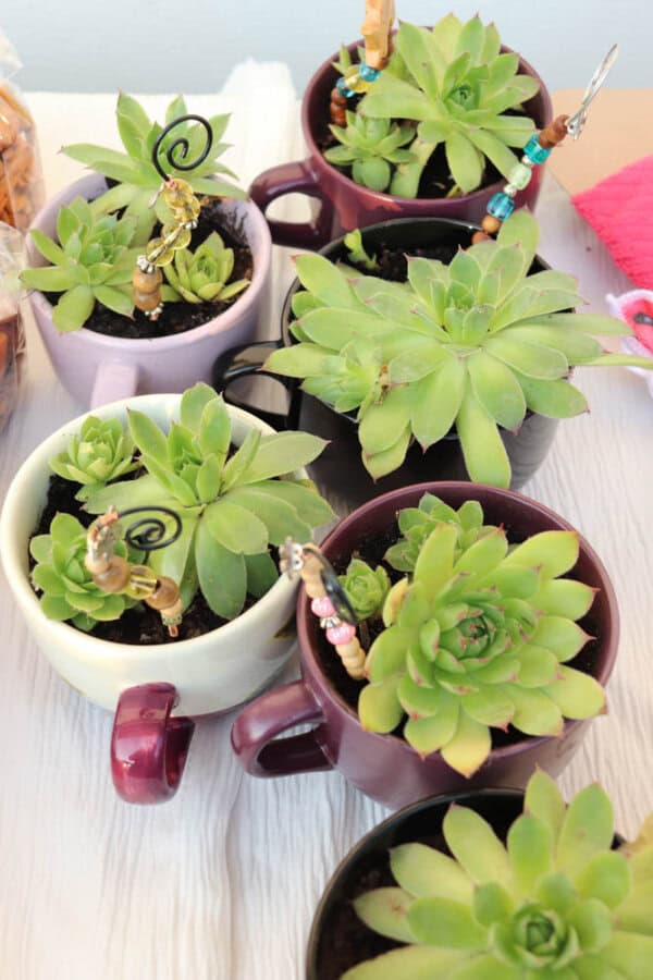 Several green succulents are planted in assorted ceramic mugs. Some mugs have decorative sticks with beads and tiny figures among the plants. The mugs rest on a white textured surface.
