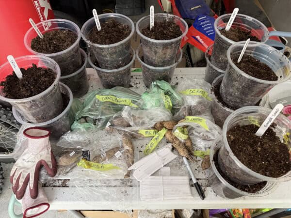 Several clear pots filled with soil are arranged on a table. Labeled plant tags stick out of each pot. There are gardening gloves, plant tubers, plastic bags, and blank labels scattered across the table.