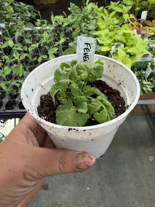 A hand holds a white plastic pot with a small green plant labeled Fever. In the background, there are more potted plants on shelves in a garden center. The personโs fingers have soil and some pink staining.