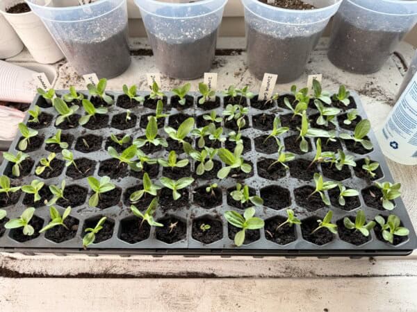 A black seed tray with many green seedlings growing in soil, each compartment labeled. Behind the tray are clear cups filled with soil, set on a white surface.