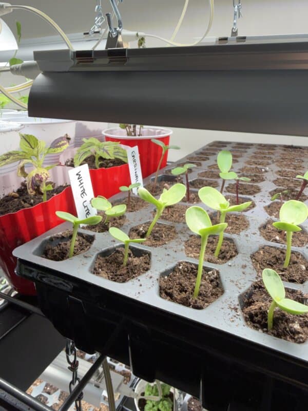 Seedlings are sprouting in a black tray under a grow light. Red containers with labeled plant markers are visible beside them, each holding additional small plants. The setting appears to be an indoor gardening area.